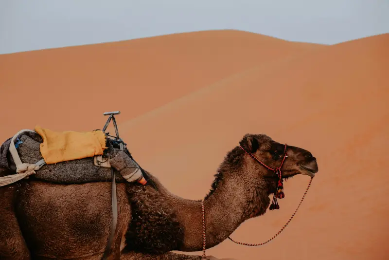 Camel Ride