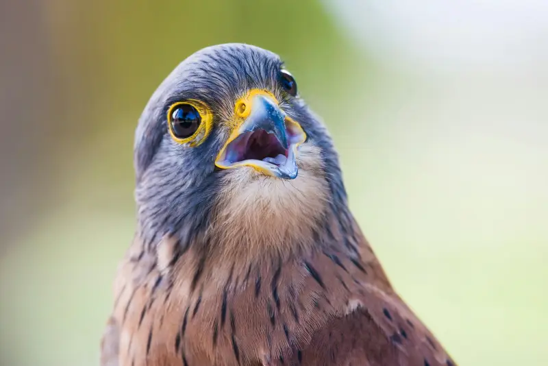 Falcon Photoshoot
