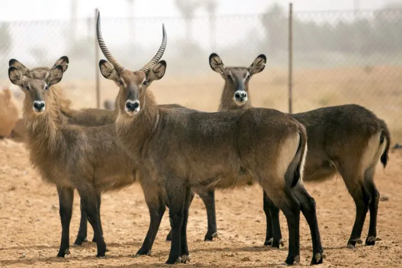 Nofa Wildlife Park Tour Riyadh