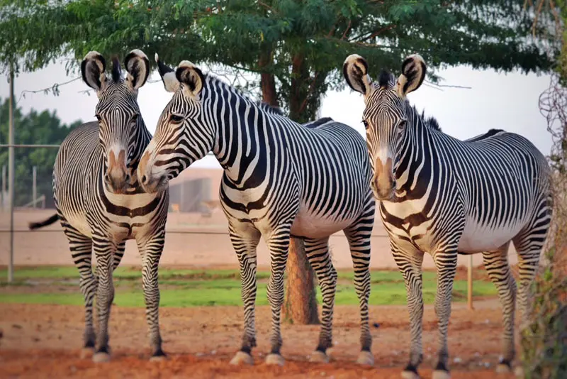 Nofa Wildlife Park Tour Riyadh