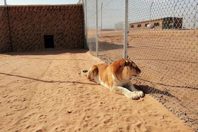 Nofa Wildlife Park Tour Riyadh