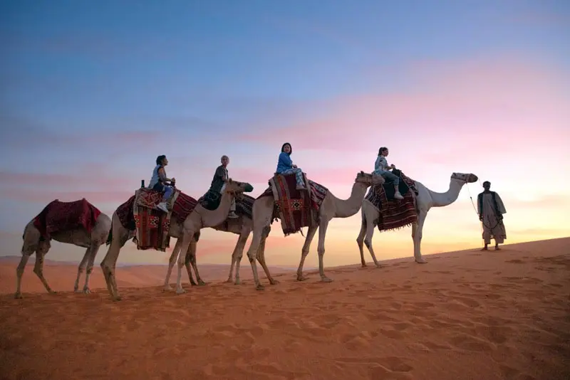 Camel Trekking in Riyadh