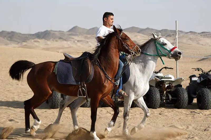 Desert Horse Riding Tour Jeddah
