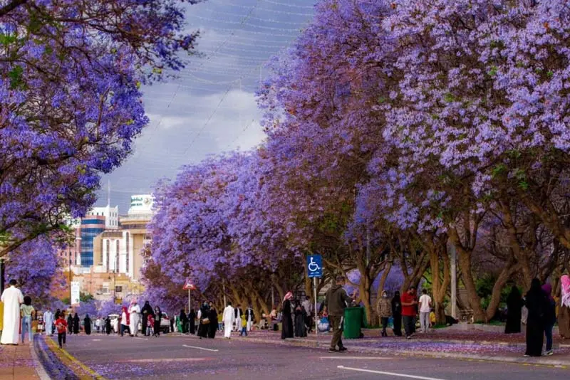 Abha City Tour