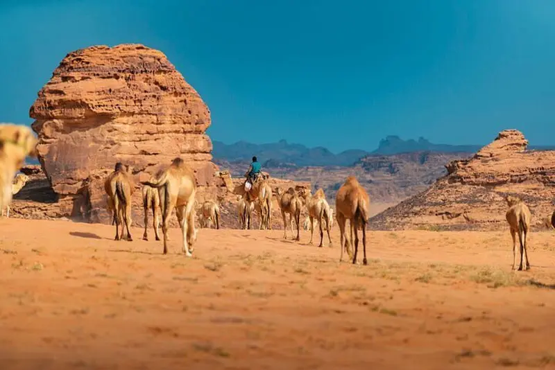 Hegra Wildlife & Nature Tour Al Ula