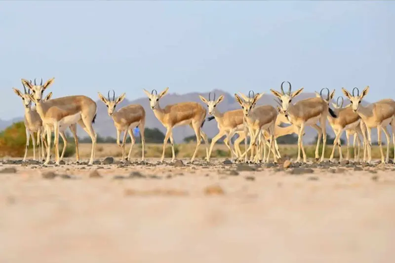 Hegra Wildlife & Nature Tour Al Ula