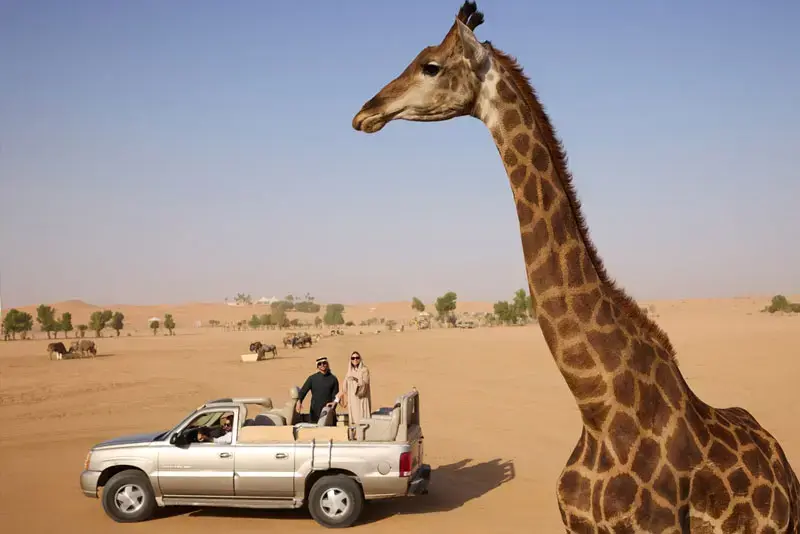 Nofa Wildlife Park Tour Riyadh